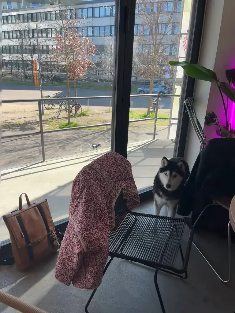 Dolev Cohen_ela eatery_Münchenstein_review