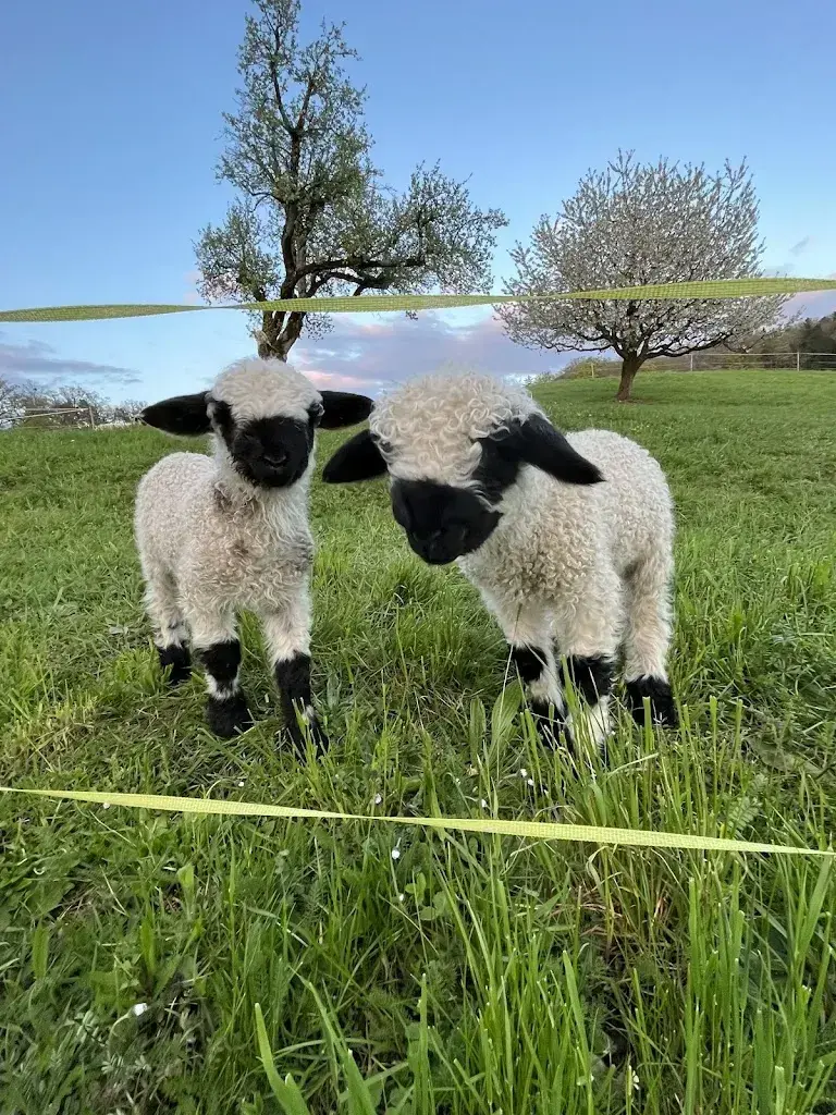 Werner Stohler_Landoase_Arboldswil_review