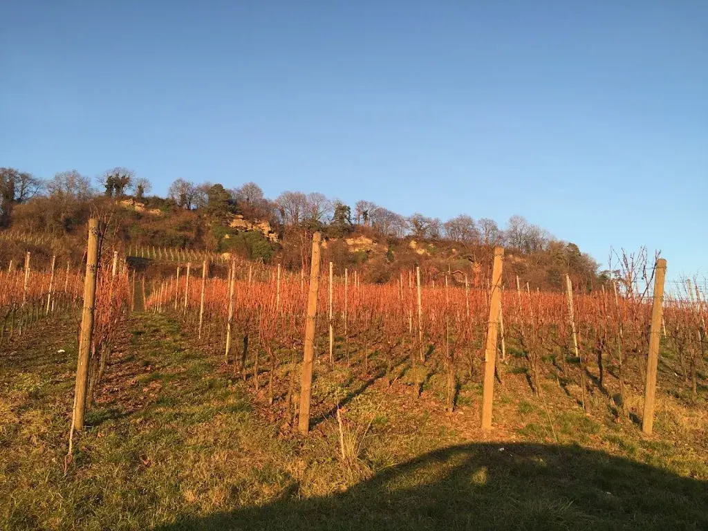 JF Genoud_Gasthaus und Weingut Bad Osterfingen_Osterfingen_review