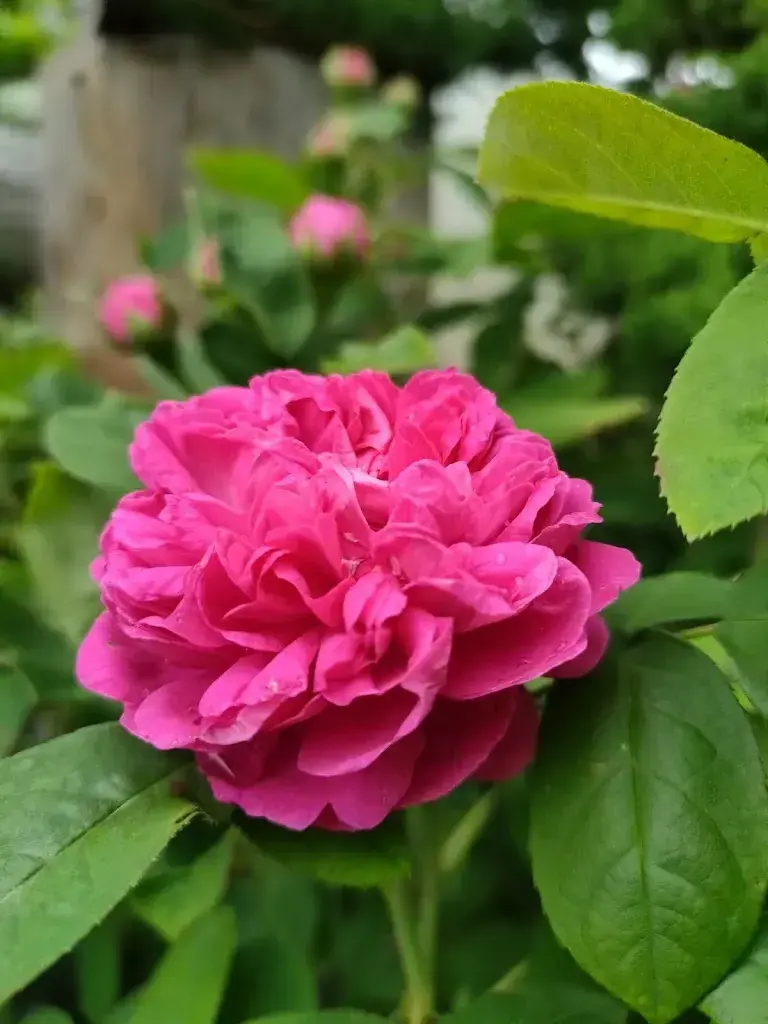 Drago Satosek_Restaurant Bürgisweyerbad_Madiswil_review