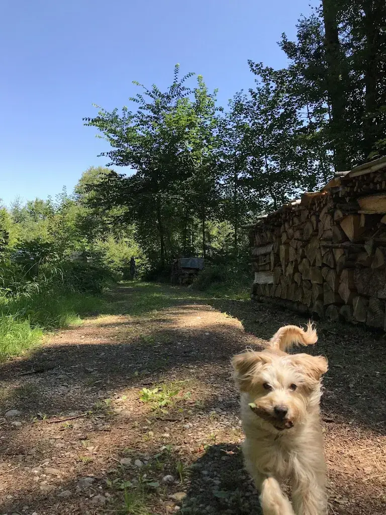 Felix Messmer_Wirtschaft Winkfeld_Waldstatt_avis