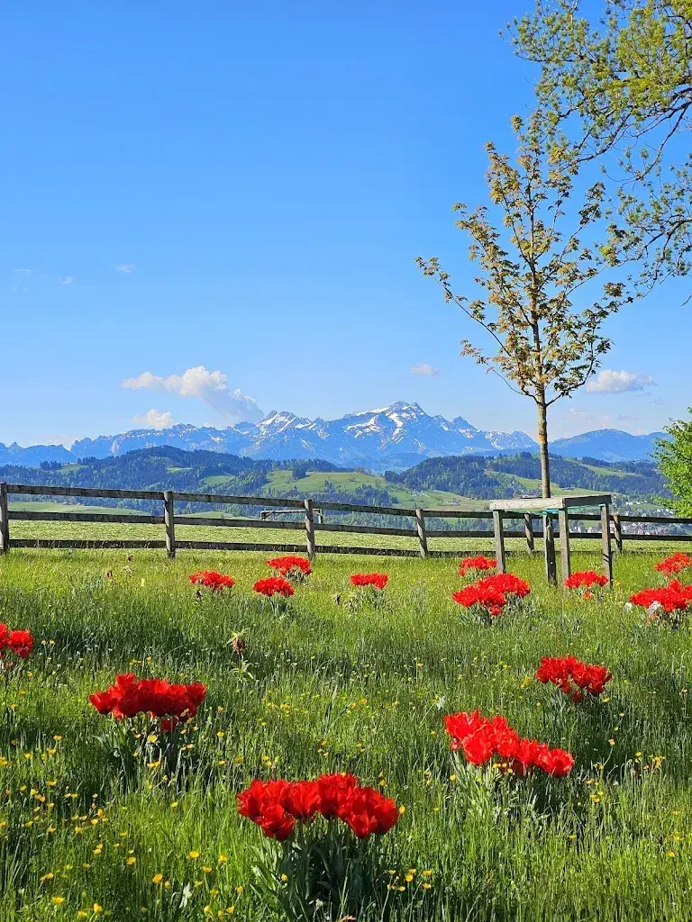 Martin Tremblau_Gupf_Rehetobel_avis