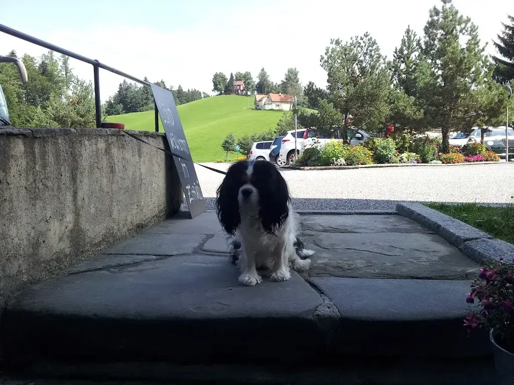 MoMo Sunshine_Schnuggebock_Teufen_avis