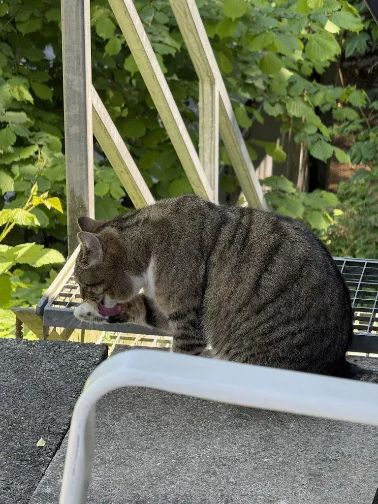 Utami M._Java Cafe ,(javacafenaikha)_Altstätten_Bewertung