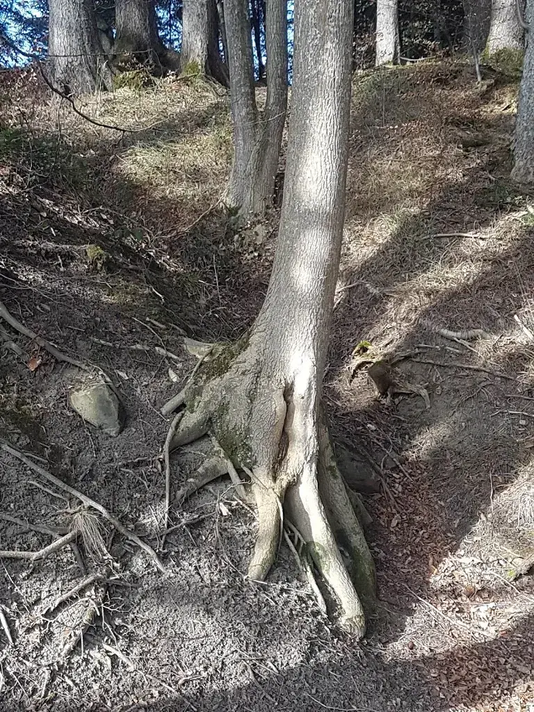 R. Matheiowetz_Wirtschaft Rütegg_Oberegg_avis