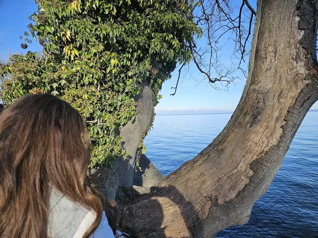 rashanazer_Hafen-Treff_Steinach_avis