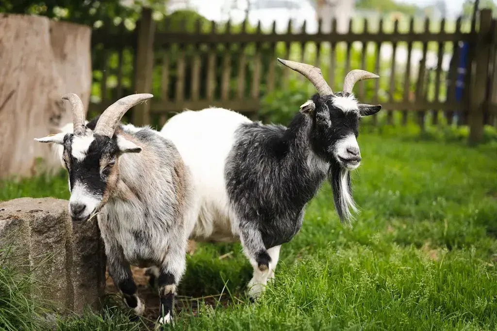 Pascal Staub_Eichhof Hofladen und Cafe_Balgach_review