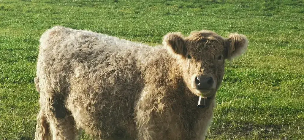 Helmut “Quasi” Qualtinger_Restaurant Riethof_Rebstein_avis