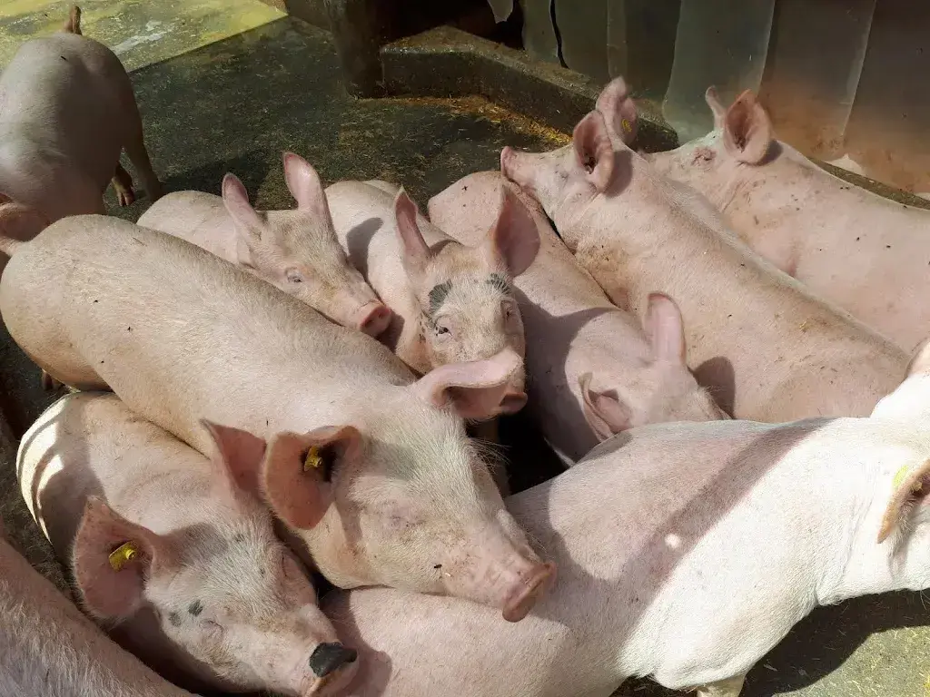 Menu_Walabütz_Weisstannen_image_3