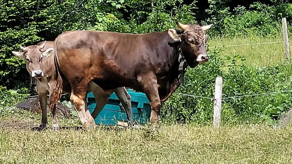 Heinz Spiller_Walabütz_Weisstannen_avis