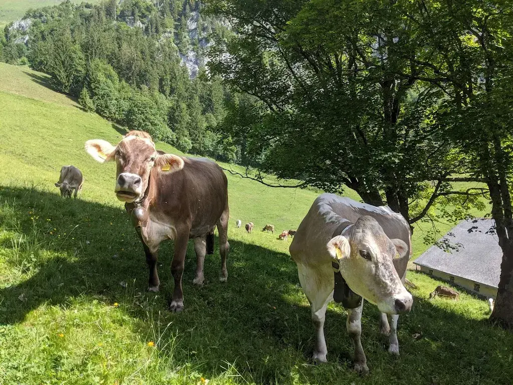 Stefan Moser_Alp Schrina_Walenstadt_avis