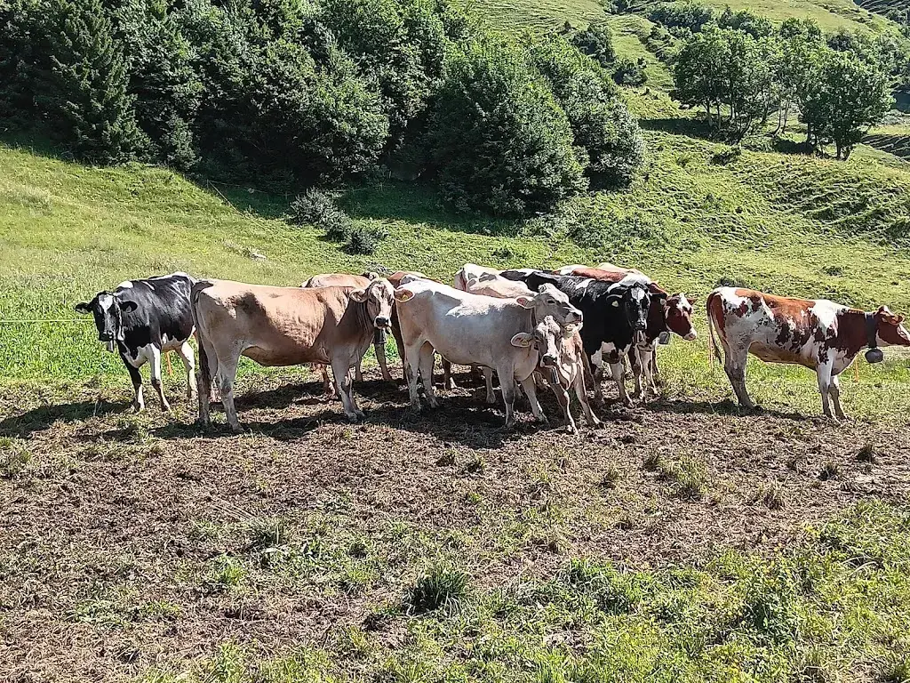 Willi Meier_Alp Schwaldis_Walenstadt_review