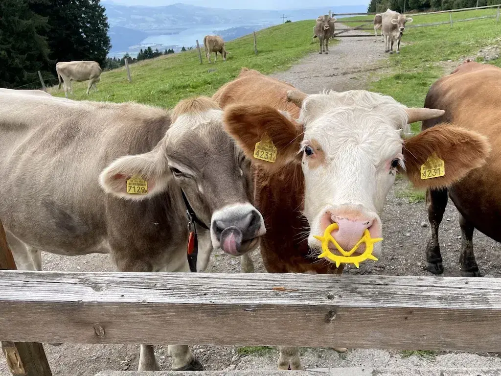 Siewling Lay_Rittmarren_Gommiswald_review