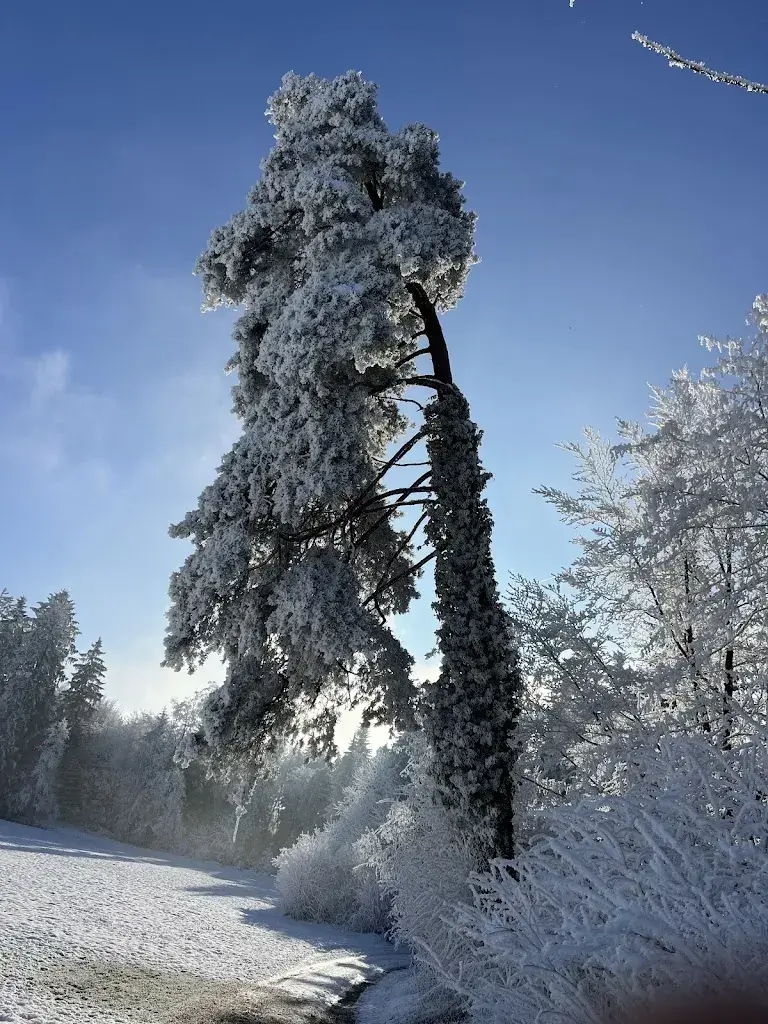 John Bird_Rittmarren_Gommiswald_review