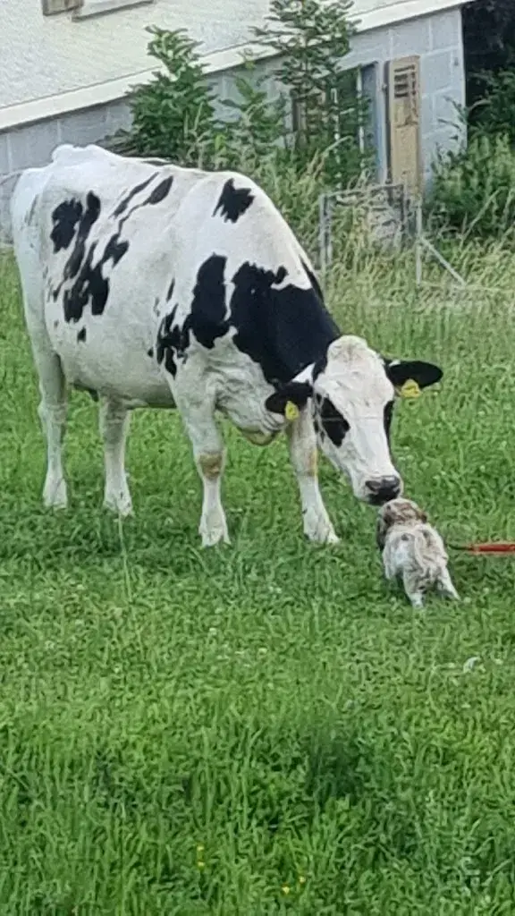 Urszula Wonsowicz_Restaurant Schuel Au_Fischingen_review