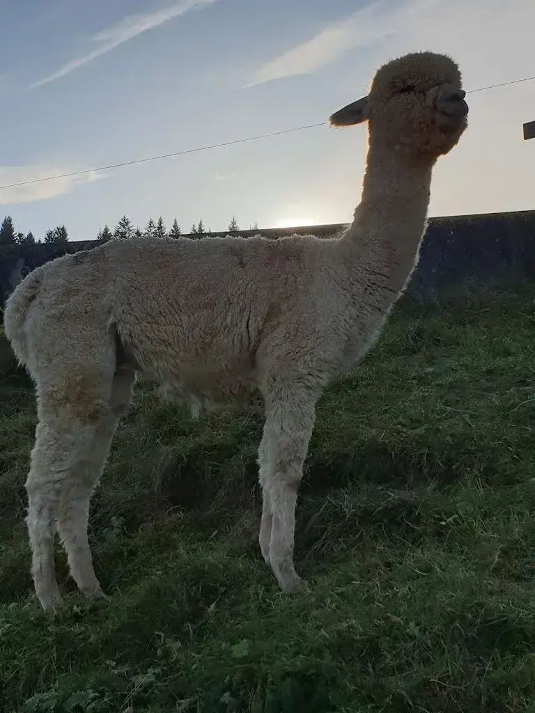 Unterbächen_Ebnat-Kappel_slider_image_3