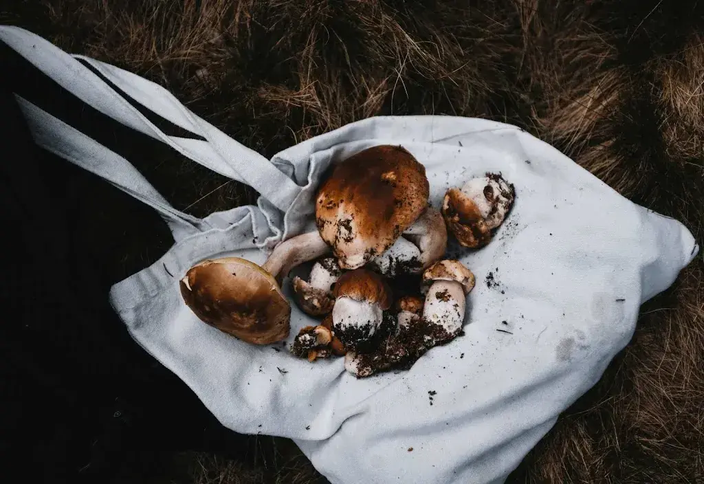 Menu_MAJO_Lichtensteig_image_8