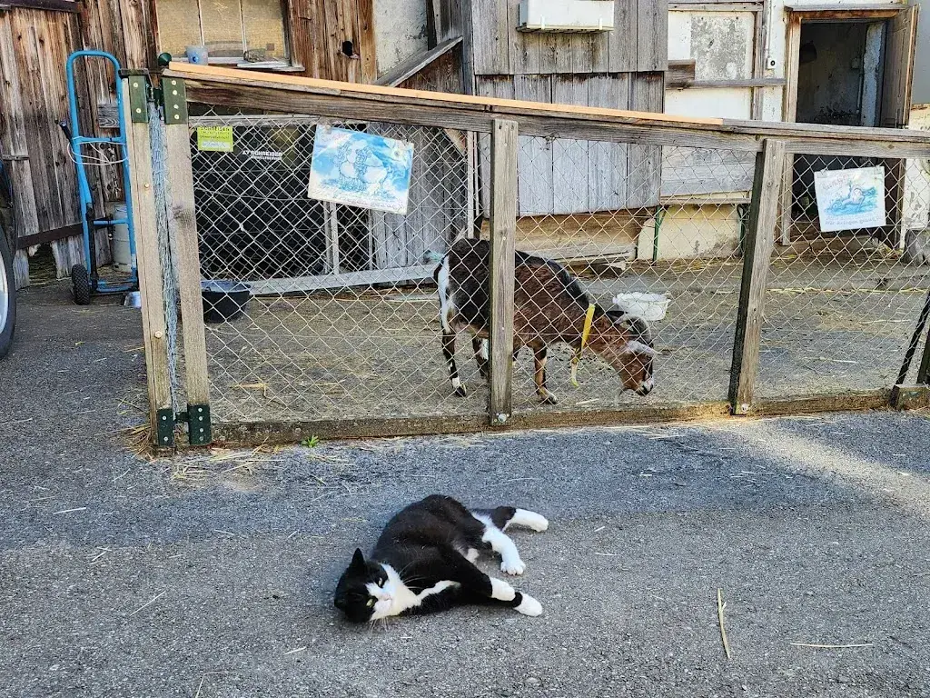 Alex_Blüemlisalp_Herrliberg_review