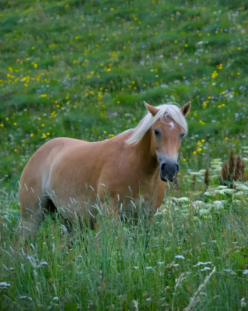Agriturismo Palü_Poschiavo_slider_image_2