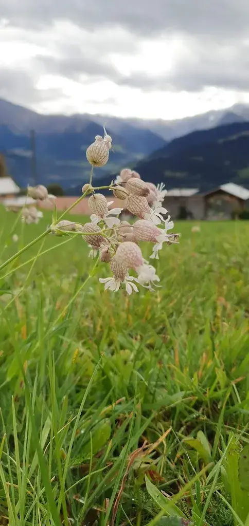 U. S._Arca da Siat_Siat_avis