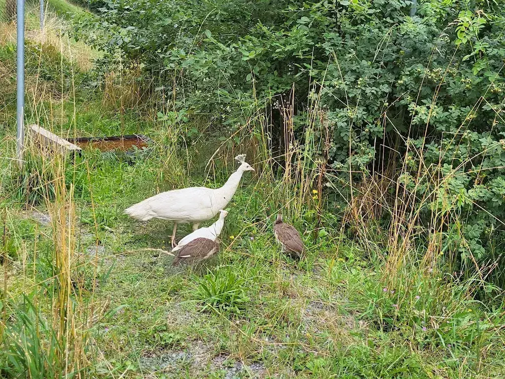 BCS_Hirschfarm, Beizli,_Versam_recensione