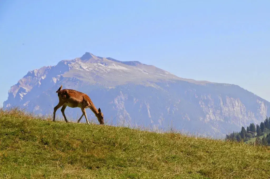 Hirschfarm, Beizli,_Versam_slider_image_3