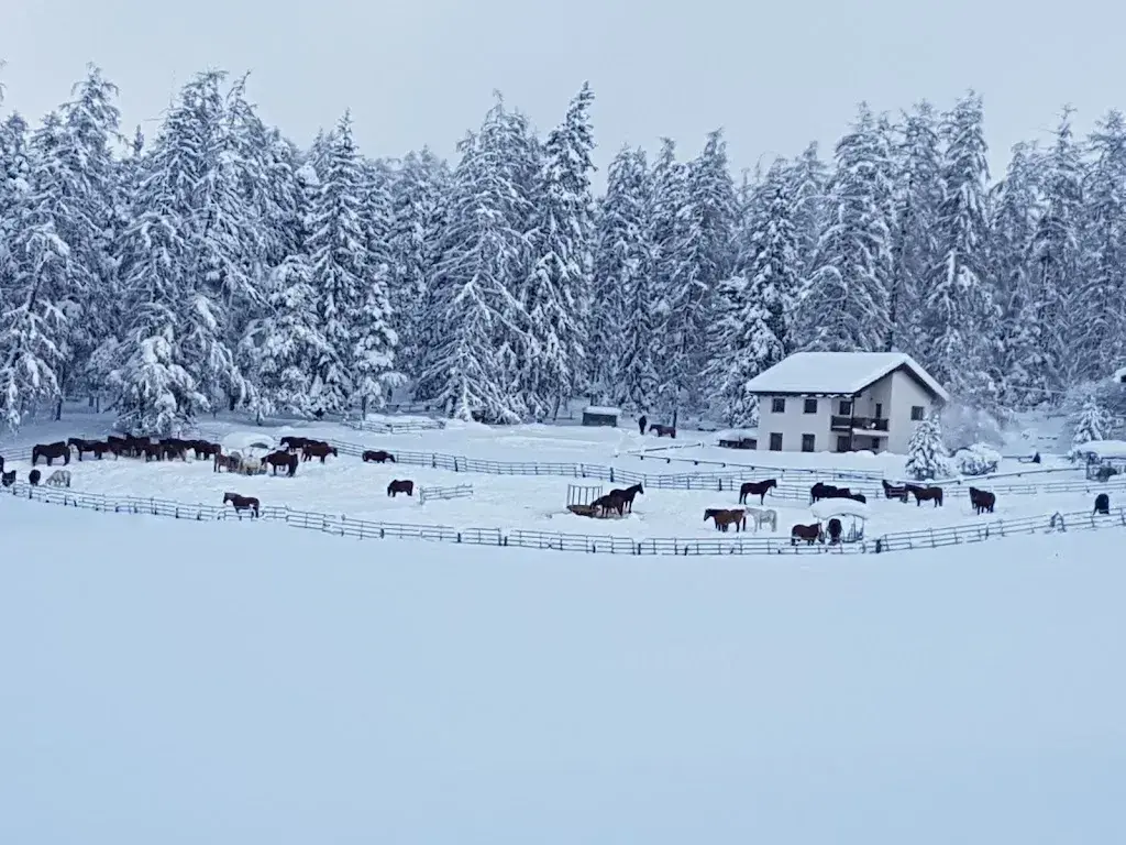 Cynthia Krejberg_Reitstall, Restaurant, Saloon - San Jon_Scuol_review