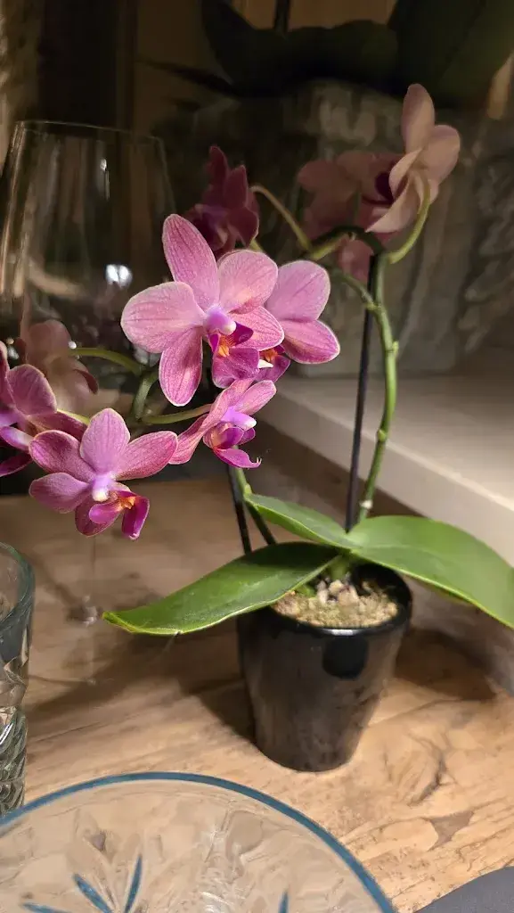 Dorota Amanowicz_ASIA 75_St Moritz_review