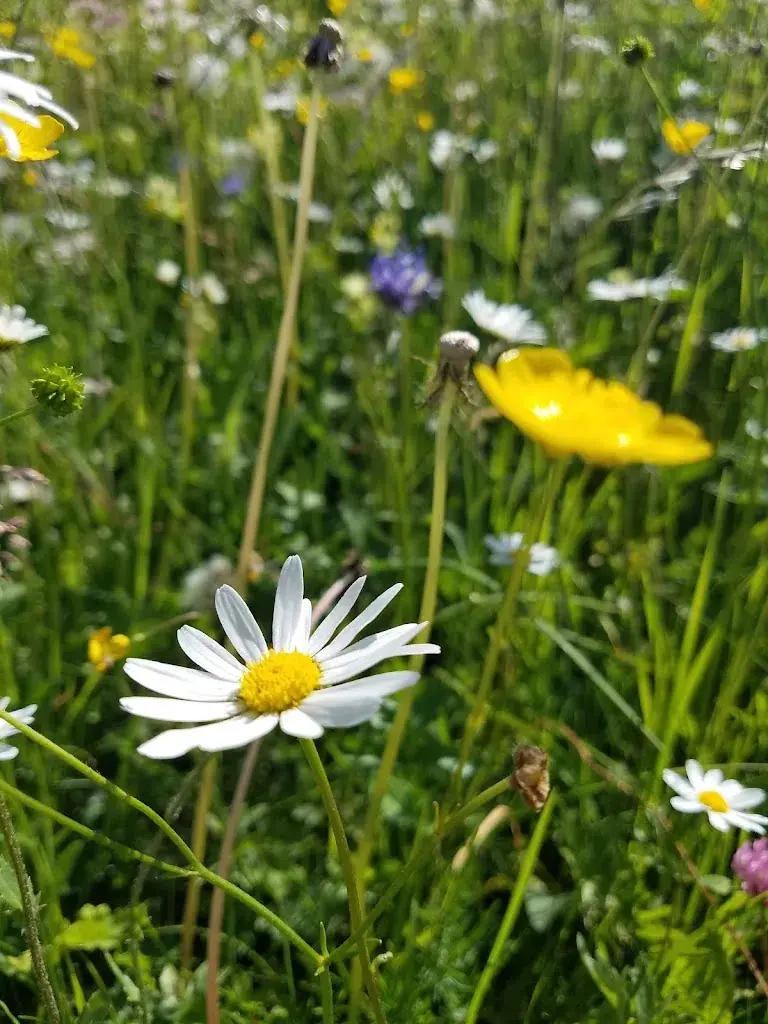 Sofi Daskalska_Biosfera Val Müstair_Tschierv_review