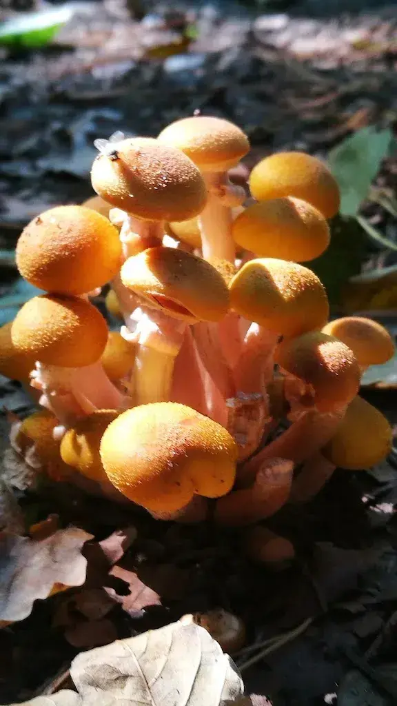 Menu_Restaurant Pintli Hámori_Meienried_image_7