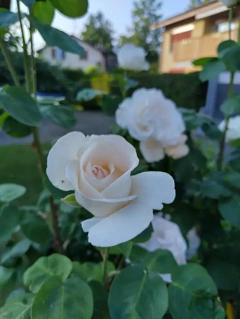 Conny Weber_Terminus_Boswil_review