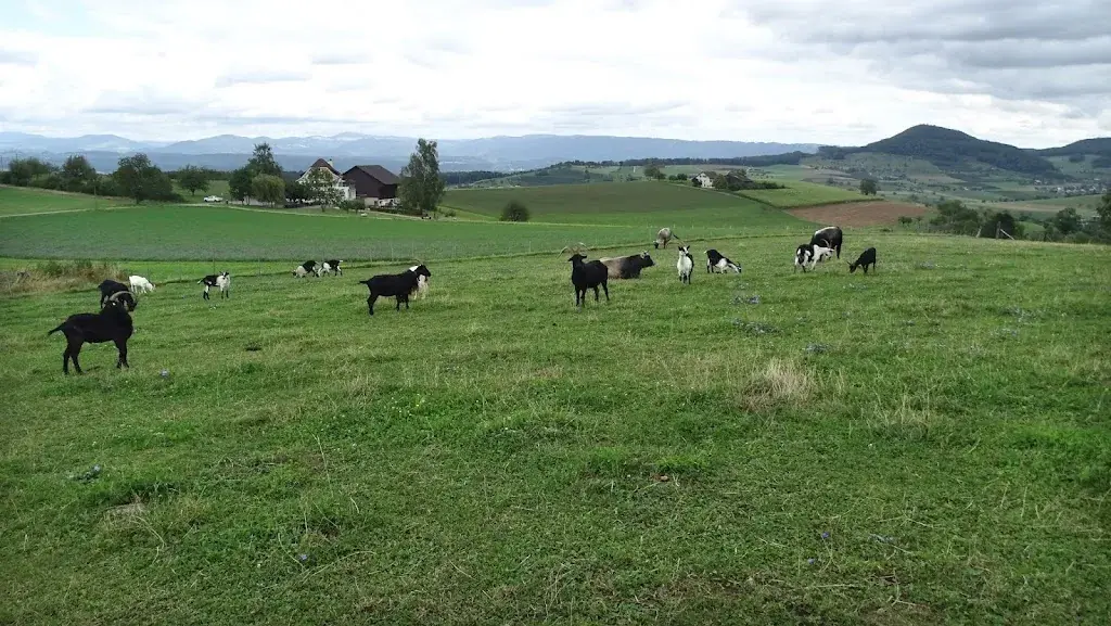 Uwe Häntsch_Restaurant Dornhof_Magden_review