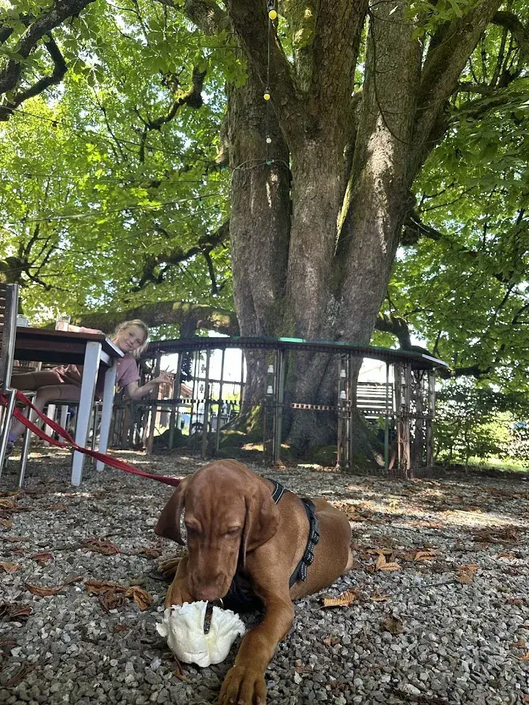 Sergei K_Restaurant Kastanienbaum_Strengelbach_review