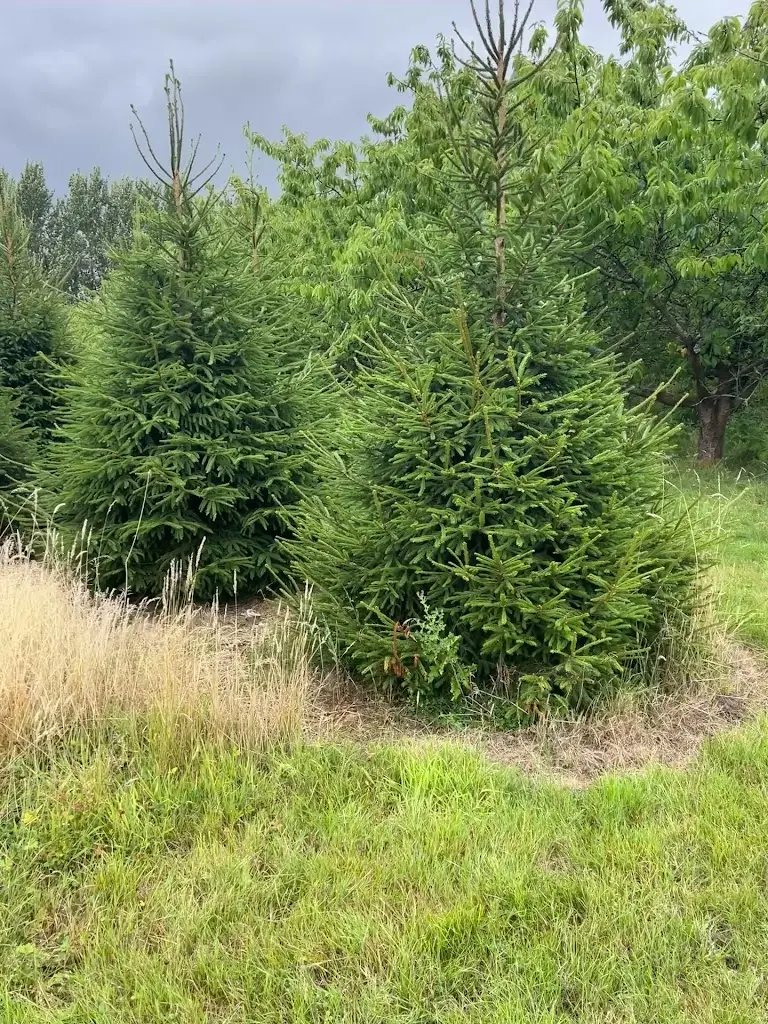 Refik_The Barn Kitchen_Great Missenden_review