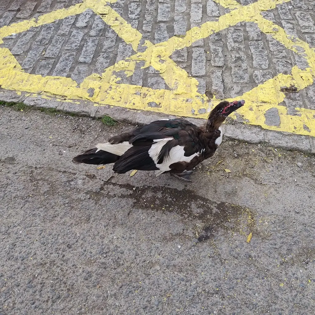 Christine Dudman_The Tamar Inn_Gunnislake_review