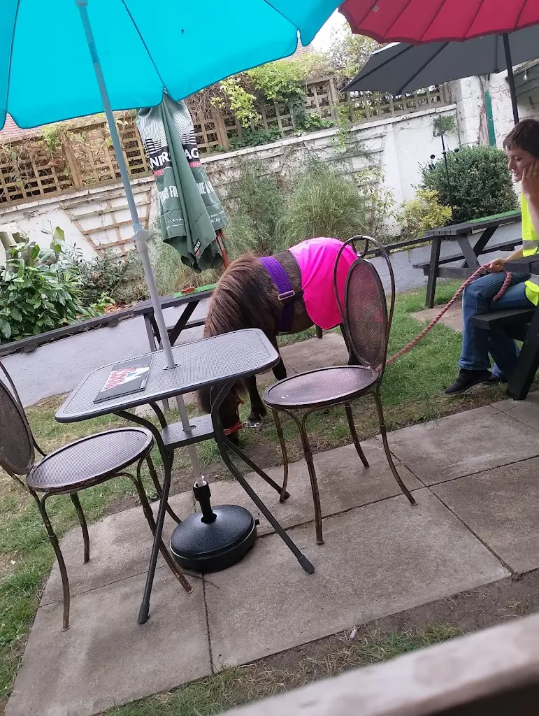 DIANE TOLL_The Gamecock_Harbury_review