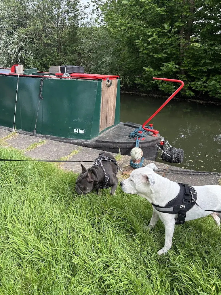 Danni Reviewer_Moorhen_Harlow_review