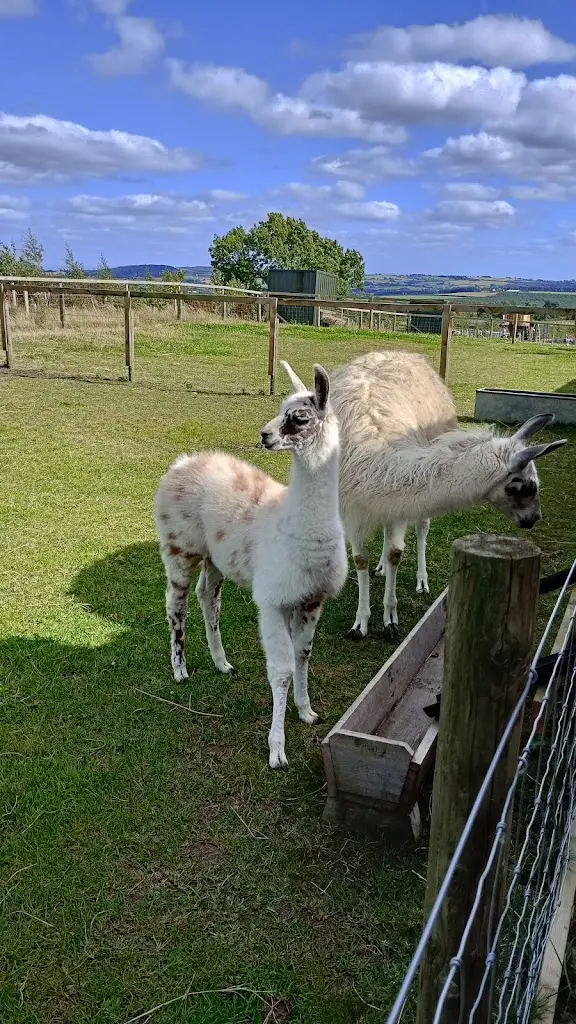 Sara Evans_Curlew cafe - High Farm Holiday Park Limited_High Etherley_review