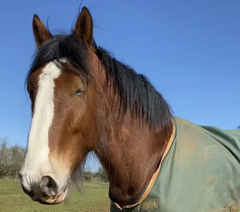 Sas B_Pear Tree Inn_Hook Norton_Bewertung