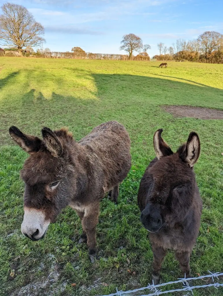 Chloe Smith_The Brewers Arms_Horam_review