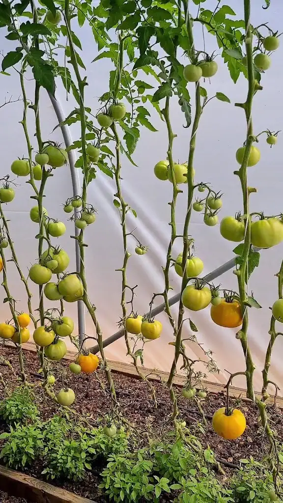 THE PIG at Bridge Place_Kent_slider_image_2