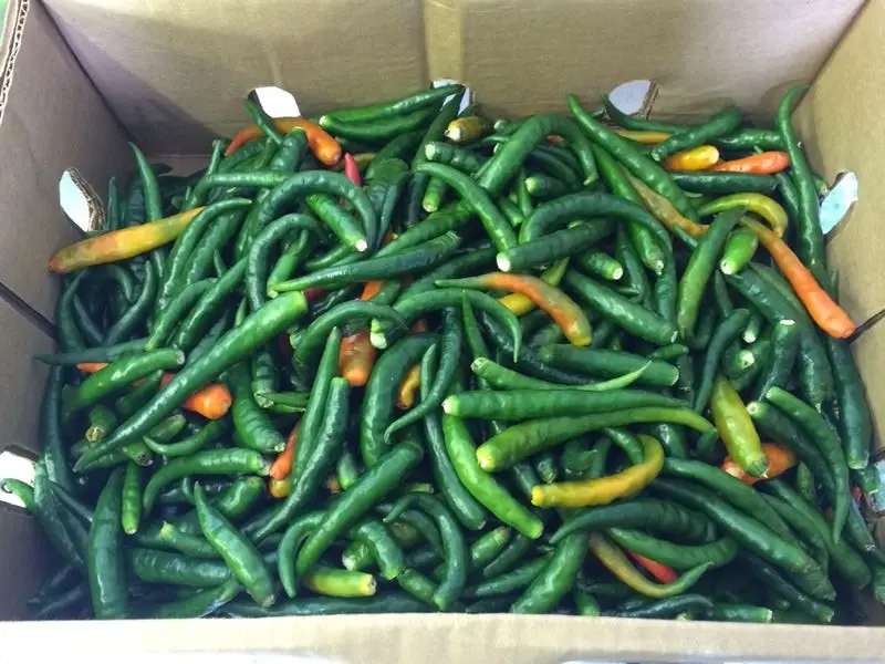 Menu_The Admiral 1 Killamarsh_Killamarsh_image_8