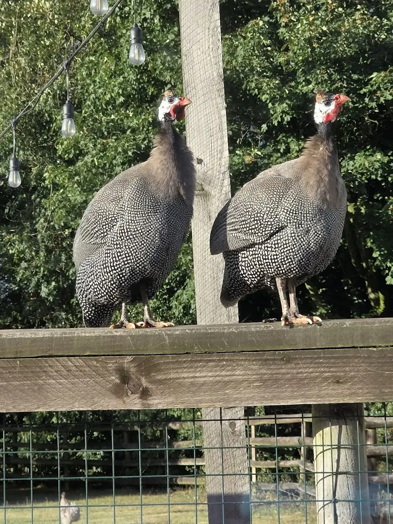 L_Bleeding Wolf, Scholar Green_Kidsgrove_review