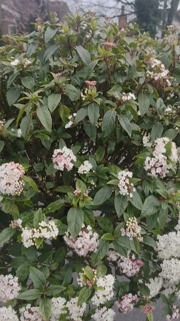 Bleeding Wolf, Scholar Green_Kidsgrove_slider_image_2