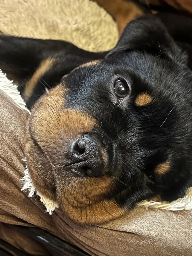 emma priestley_The Royal Oak_Kington_review