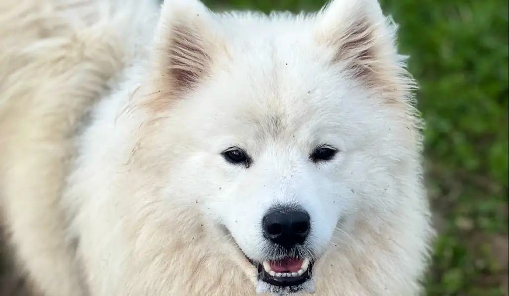 The Snowdrop Inn, Lewes_Lewes_slider_image_3