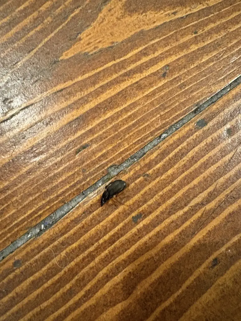 Woolacombe Surf Centre_The Royal Arms Hotel_Market Bosworth_reseña