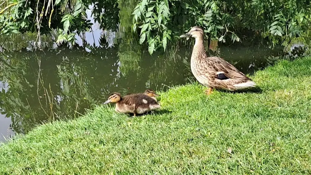 Katie Mitchell_Moreteyne Manor_Marston Moretaine_review