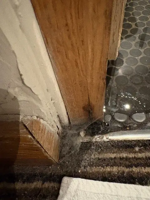 montse ornelas_The Cheshire Cat_Nantwich_review