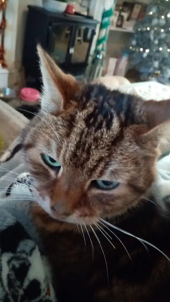 China Gourmet Takeaway_Murton_slider_image_2